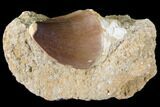 Mosasaur (Prognathodon) Tooth In Rock - Nice Tooth #85653-1